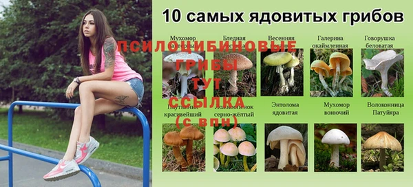 spice Дмитриев